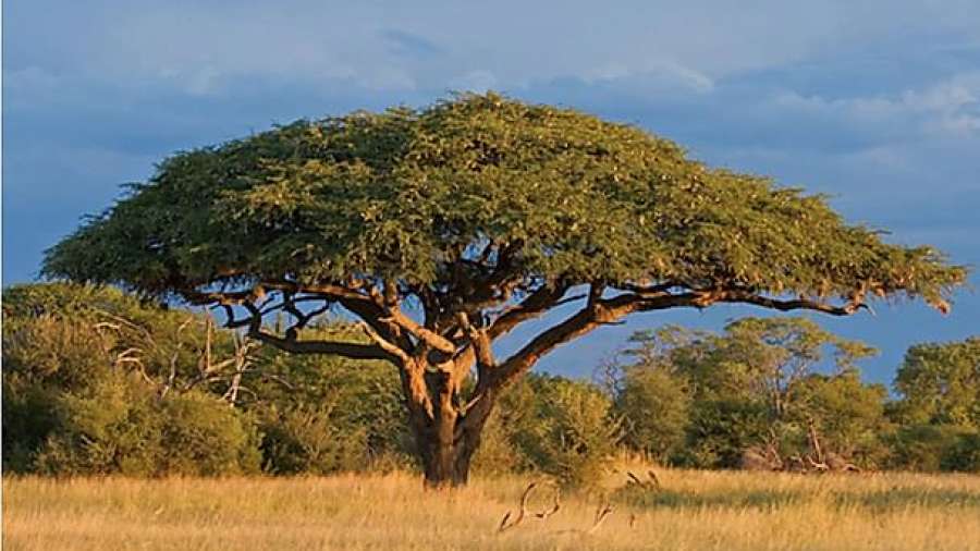 Akasien